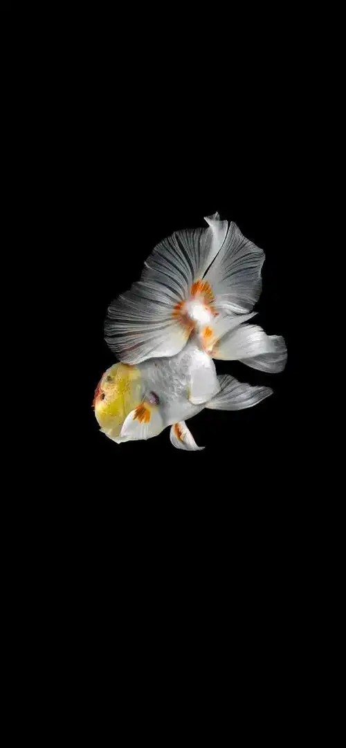 壁纸@高清金鱼壁纸