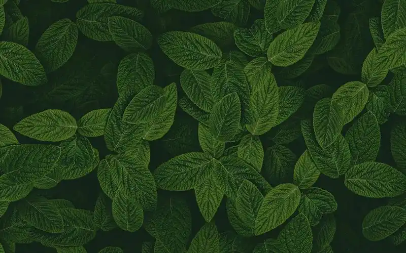 笔尖流转,书写文艺清新的篇章