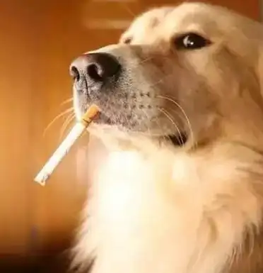 原创狗狗在家就能吃到的6种有害物品当心致命