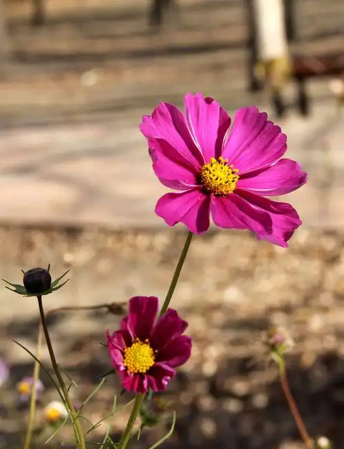 中国亭园深秋景色(2019,10,12)