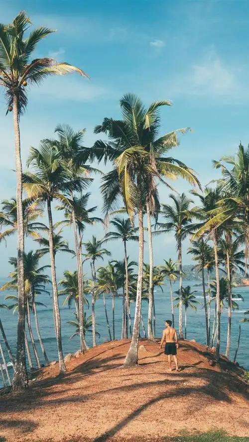 棕榈树,男人,海 1242x2688 iphone 11 pro/xs max 壁纸,图片,背景