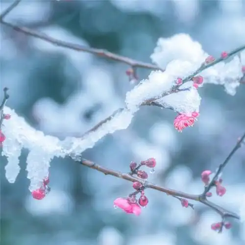 傲雪寒梅头像高清图片