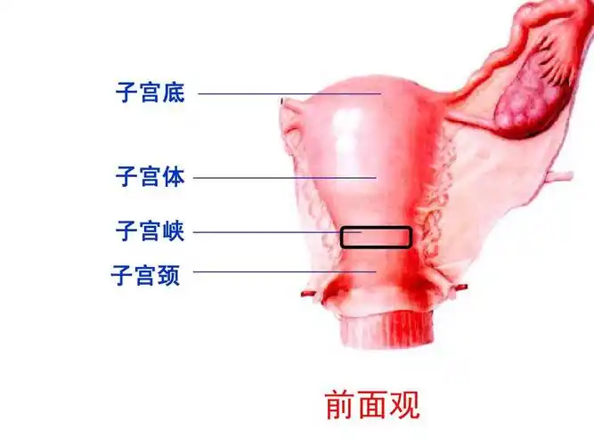 无忧文档 所有分类 医药卫生 女性生殖器及会阴ppt 子宫底 子宫体