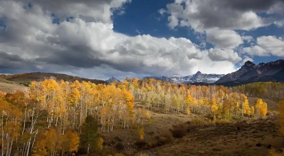白桦林秋自然风景
