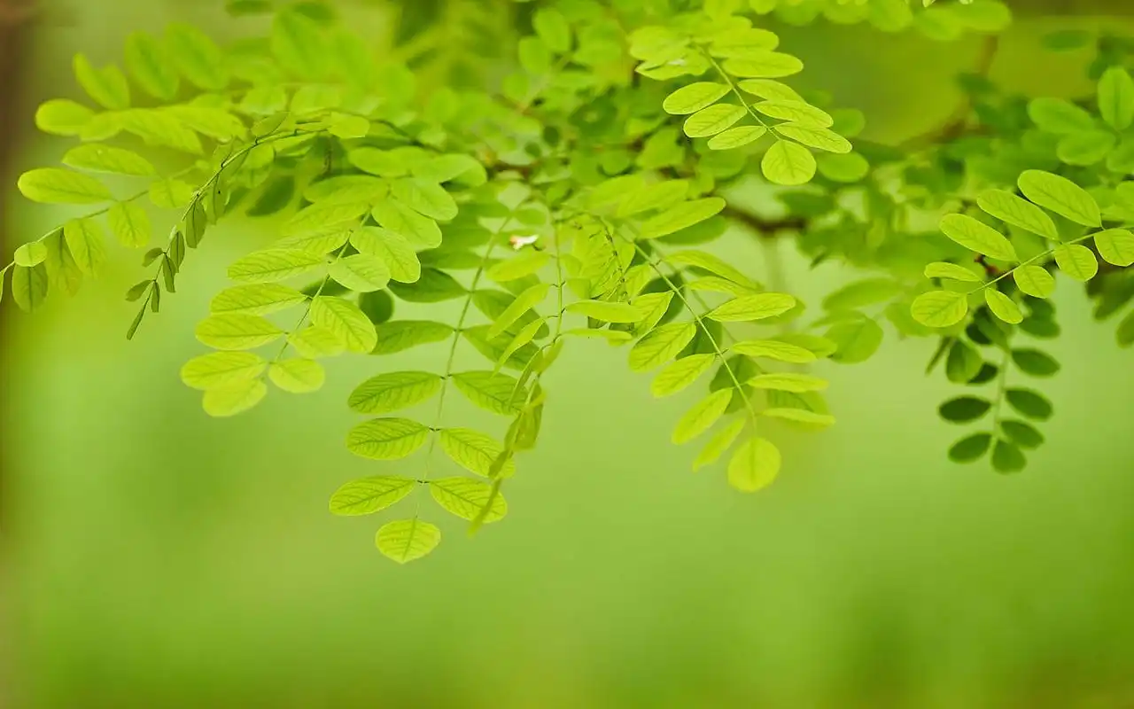 小清新养眼绿色植物高清桌面壁纸