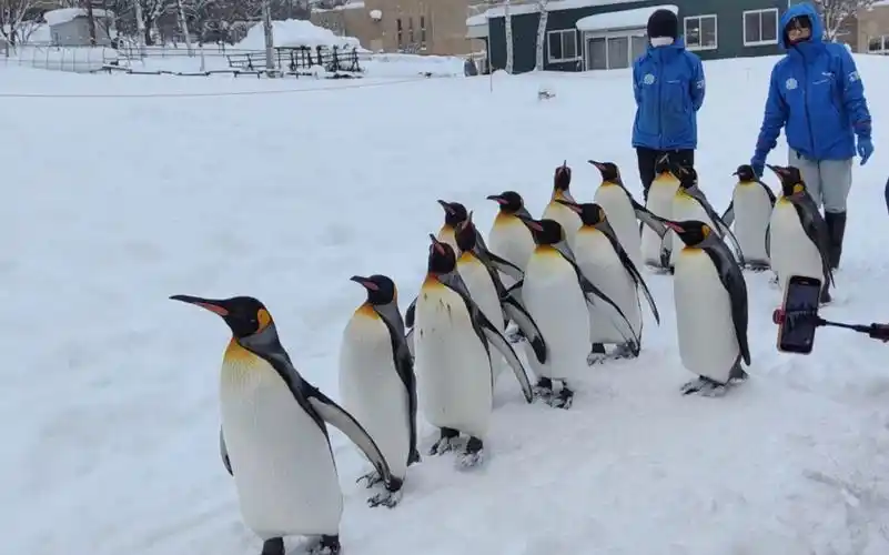 旭川市旭山动物园的企鹅散步!