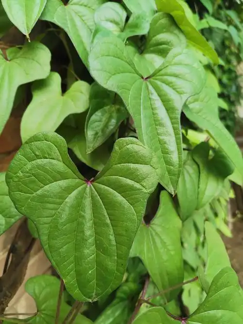 植物讲解员 田浩宇 讲解题目:山药