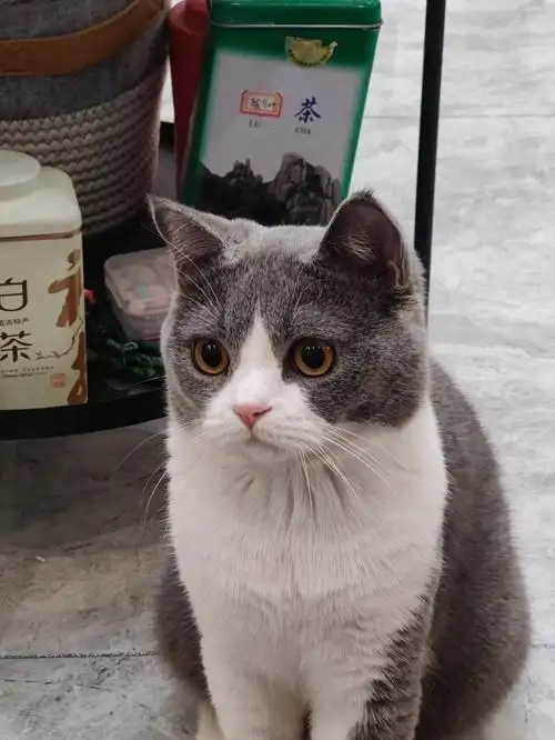 英短蓝白小可爱