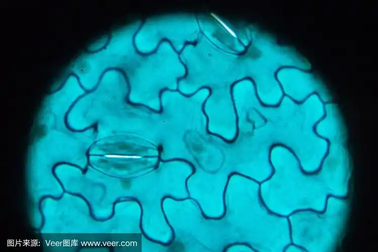 蚕豆叶下表皮的光镜观察