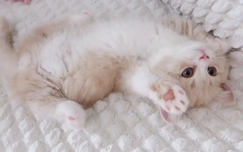 com - 这只小奶猫太会撒娇了没有人能抵抗得了这种可爱的生物_1080p