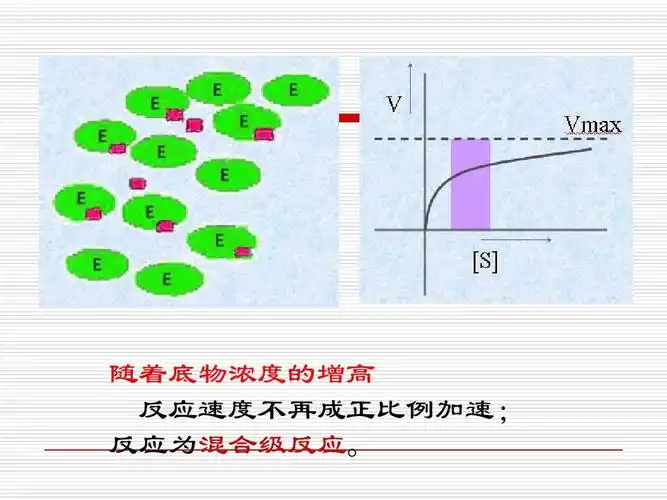 随着底物浓度的增高 反应速度不再成正比例加速; 反应为混合级反应.
