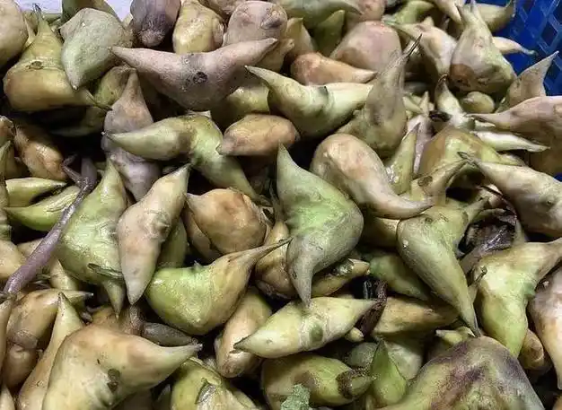 菱角是哪里的特产?你知道有几种类型吗?