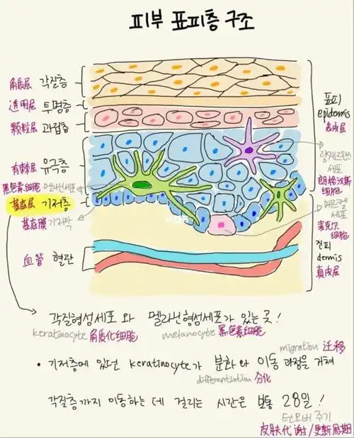 美容专业99【表皮层构造】手绘笔记!
