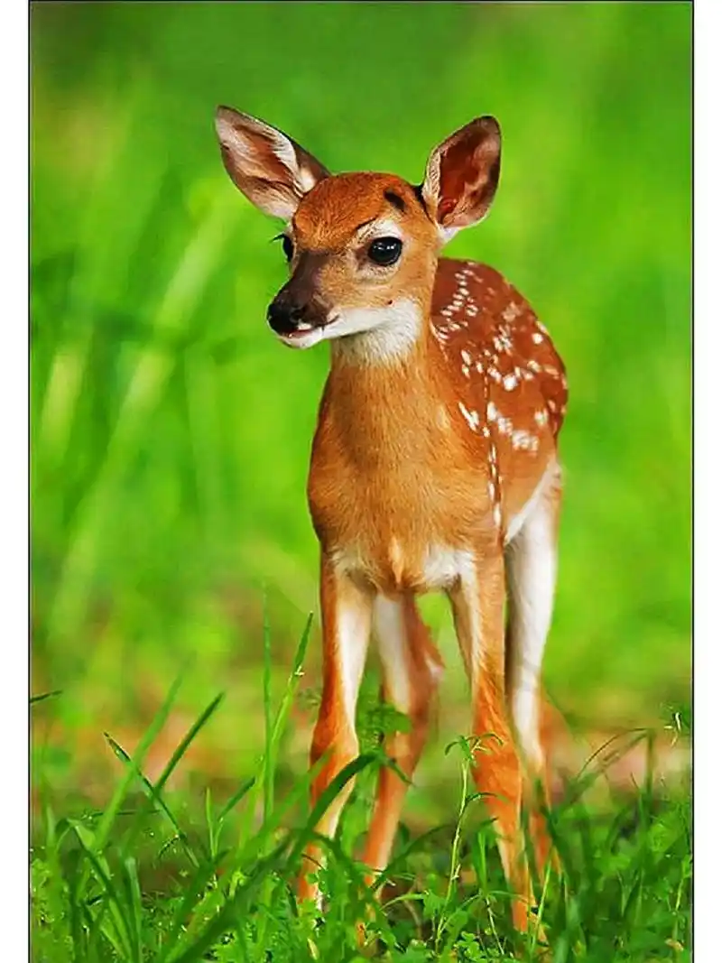 漂亮的梅花鹿,呆萌可爱! 漂亮的梅花鹿,呆萌可爱!