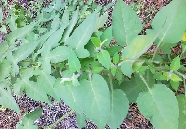 新鲜天然野生白毛藤蜀羊泉毛千里光毛风藤排风藤白英葫芦特产