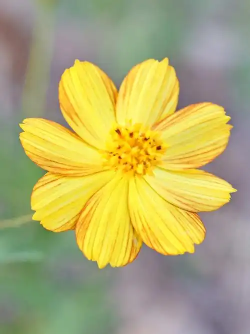 大自然的形状之花朵微距摄影