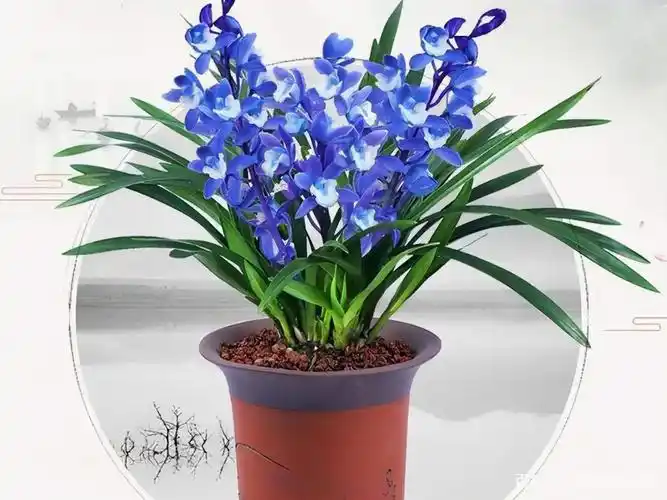 名贵兰花品种及价格及图片大全(岁末一支兰) - 赤虎壹号