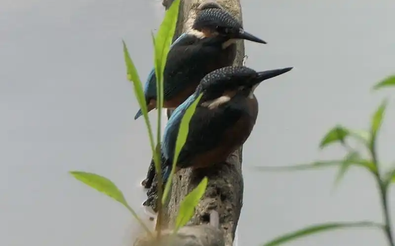 普通翠鸟幼鸟两只