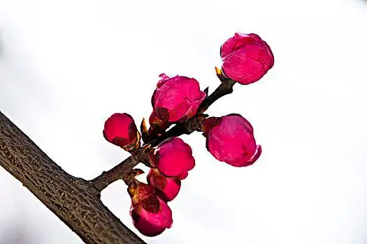 红梅图片_红梅图片大全_红梅图片素材