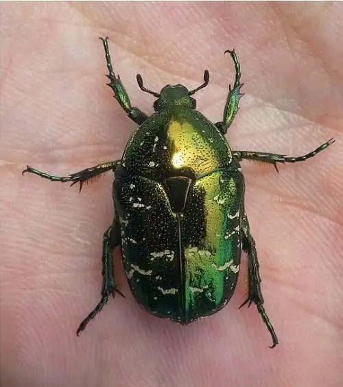 这种金龟子的学名全称是什么?