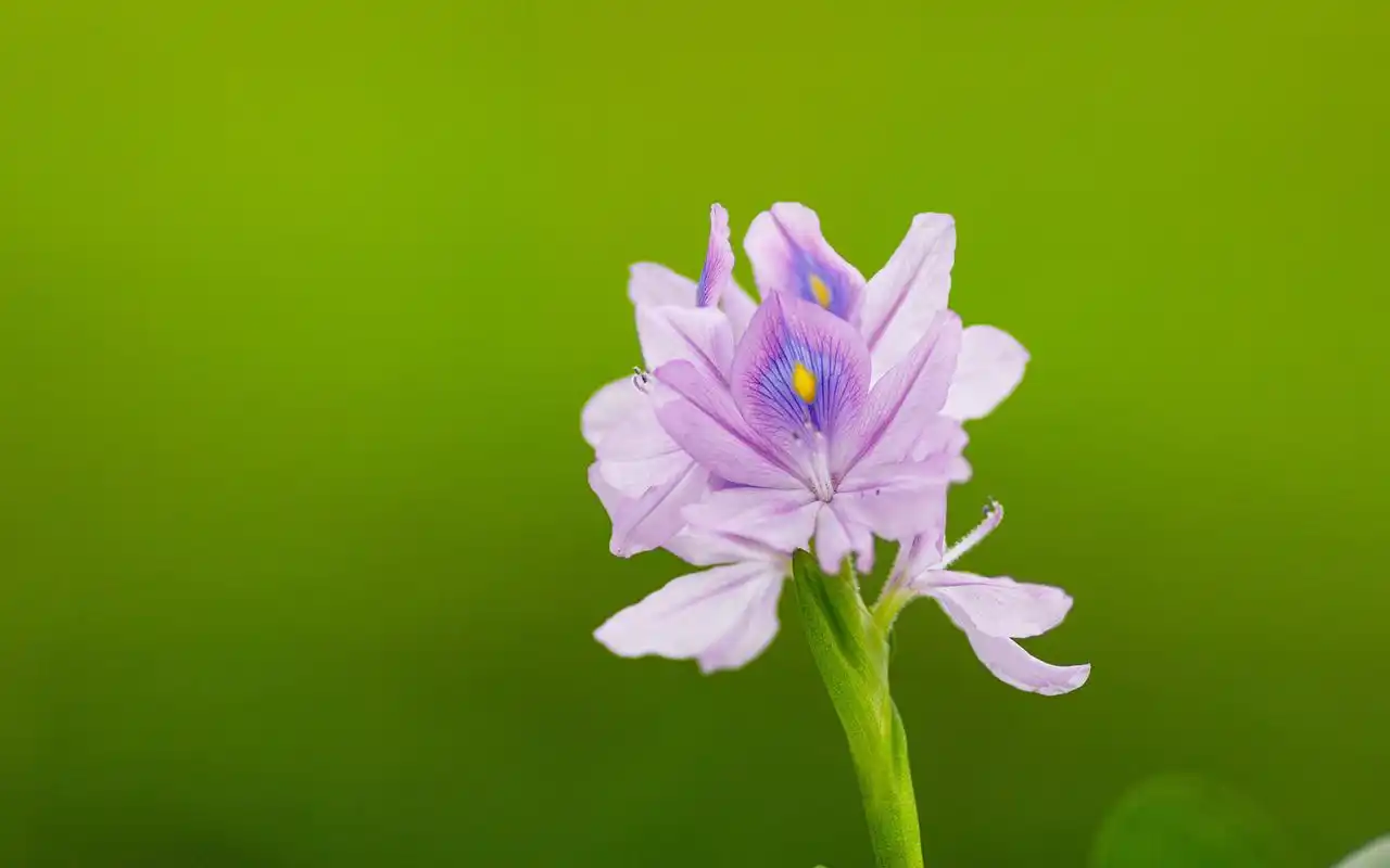 清晨青草露珠高清桌面壁纸-植物壁纸 - 壁纸之家