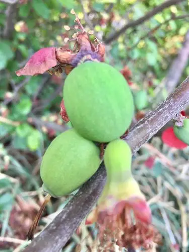 木瓜海棠结果啦70