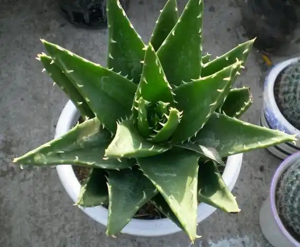 芦荟,您真的了解吗,品种竟然这么多!