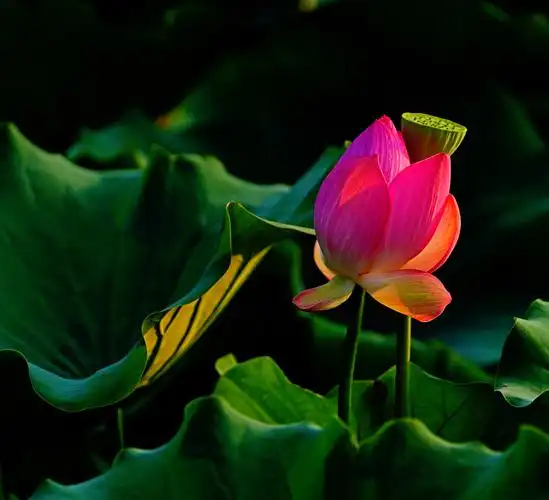 雨润荷花更娇艳(莲花池公园)