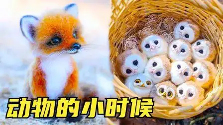 9只世界上最萌的小动物,狐狸和猫头鹰不可能这么可爱?