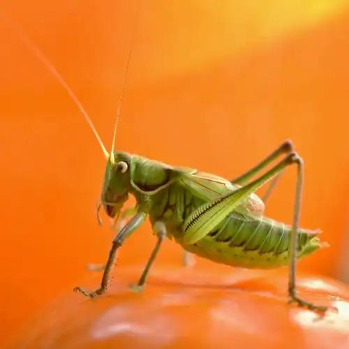 冬季里的鸣虫蝈蝈