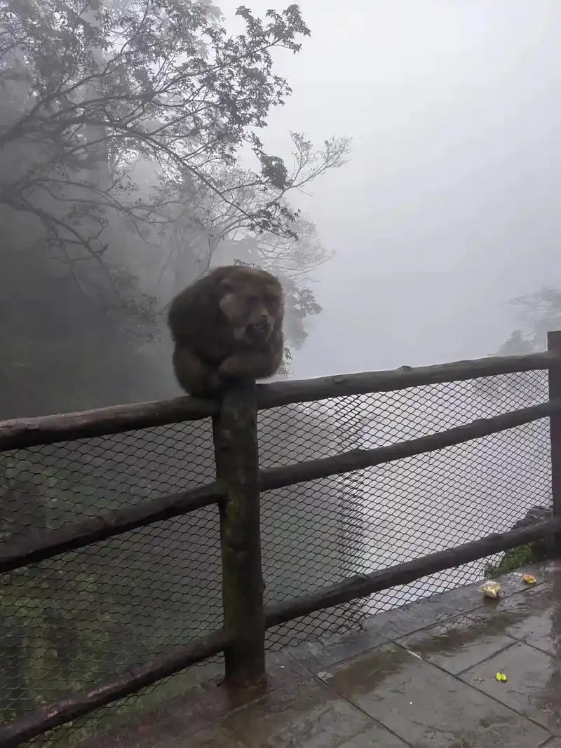 峨眉山的野生猴子让游客喂的真肥