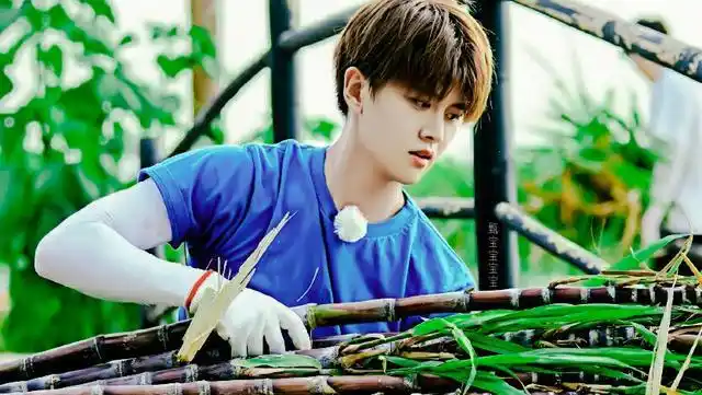 任嘉伦谭松韵向往的生活来了,活捉陆大人袁今夏,嘉人松果冲鸭