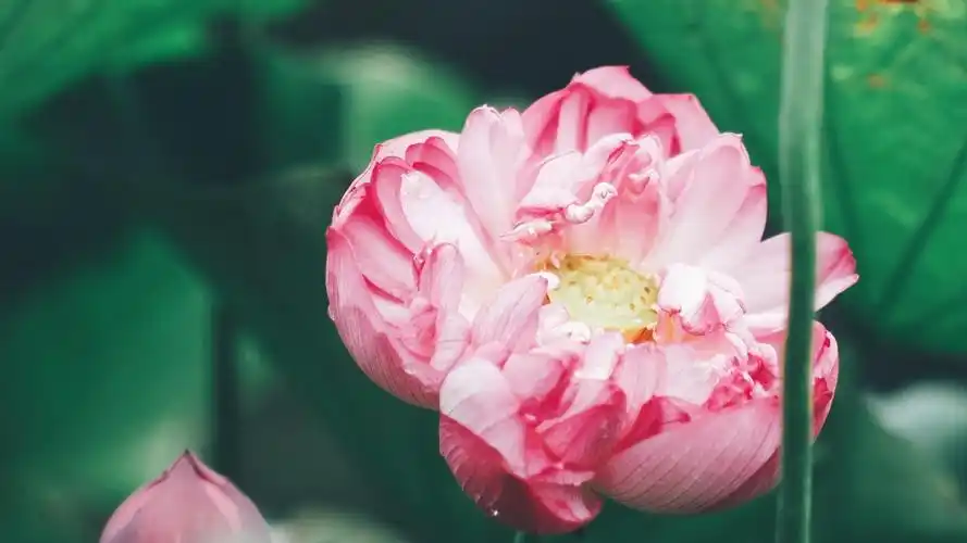 【美图分享108】夏日荷花盛放美景~~荷花十里,清风鉴水,明月天衣