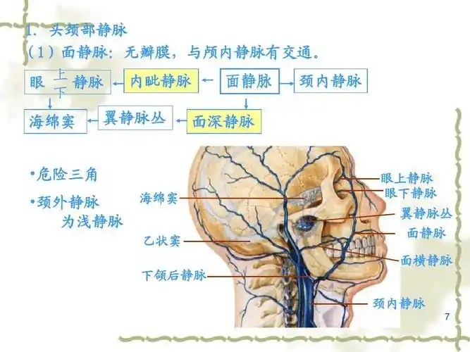 10,心血管系统--静脉ppt