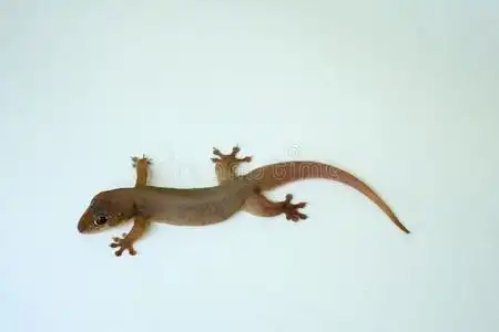 指已提到的人白色的蜥蜴停止和看在指已提到的人照相机照片