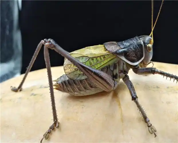 精品蝈蝈073号,售价100元(满100包邮)已售出