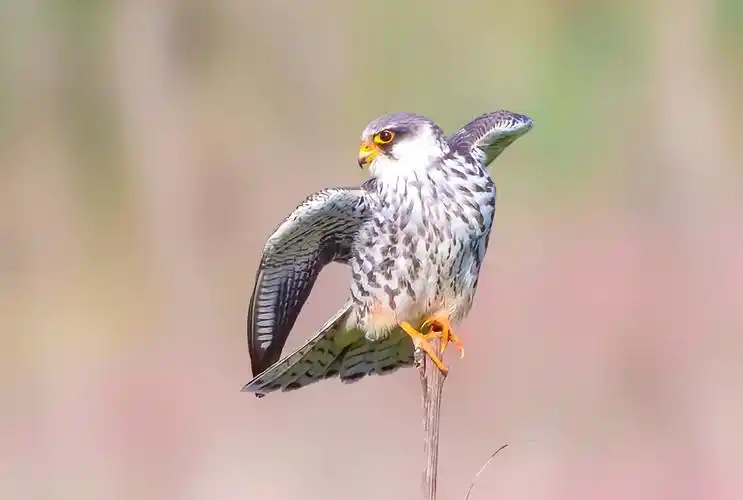 红脚隼61犀利的目光