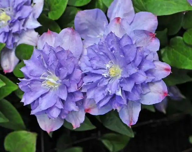 图为:早花品种"蓝色风暴"