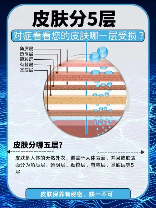 覆盖于人体表面,并且皮肤表面分为角质层,透明层,颗粒层,有棘层,基底
