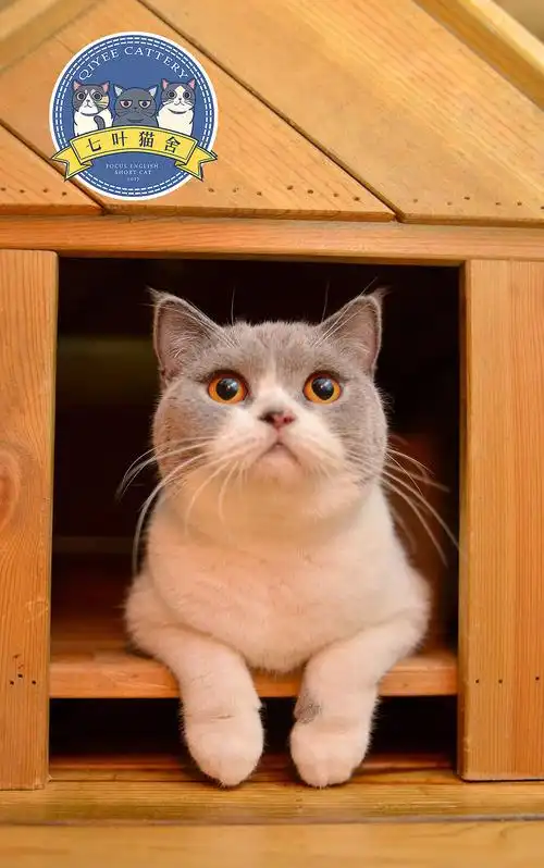 七叶英短猫舍英国短毛猫蓝白蓝猫宠物猫摄影图