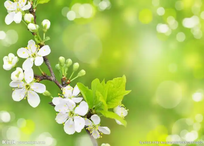 唯美绿叶摄影图__树木树叶_生物世界_摄影图库_昵图网nipic.com