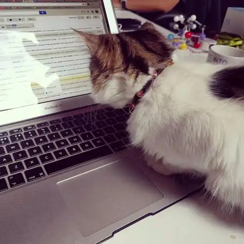 公司为了帮员工减压,就去收容所聘请猫员工,最后才发现老板的目的