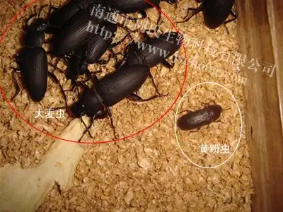 追答 要是没有2厘米那就肯定是面包虫!也就是黄粉虫咯!