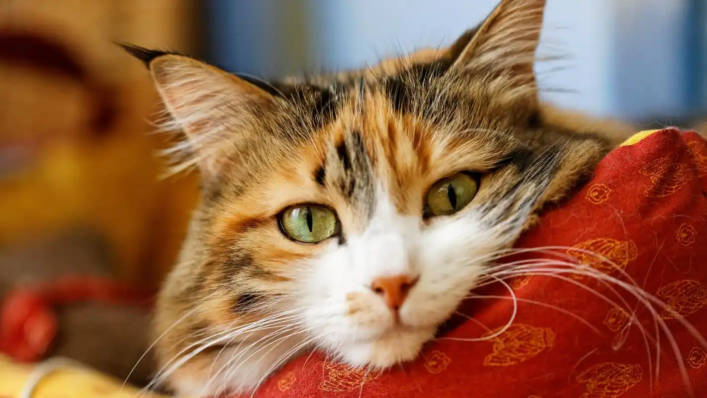 可爱的宠物猫咪高清宽屏桌面壁纸