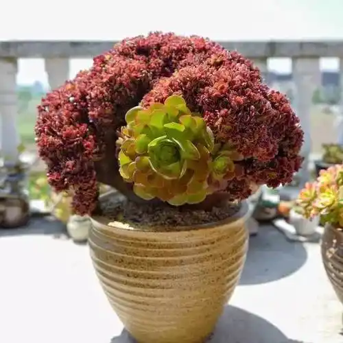 惊艳绝伦的多肉法师如玫瑰般一朵朵含苞待放