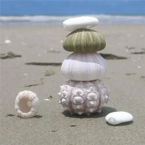 天然海胆芯贝壳海螺创意diy地中海北欧装饰地台空气凤梨多肉花盆