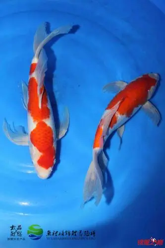 精品龙凤红白 约40cm - 锦鲤玩家 - 龙巅锦鲤鱼