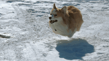 他们将训练一批柯基做警犬, 对的战斗民族的审美就是如此与众不同, 小