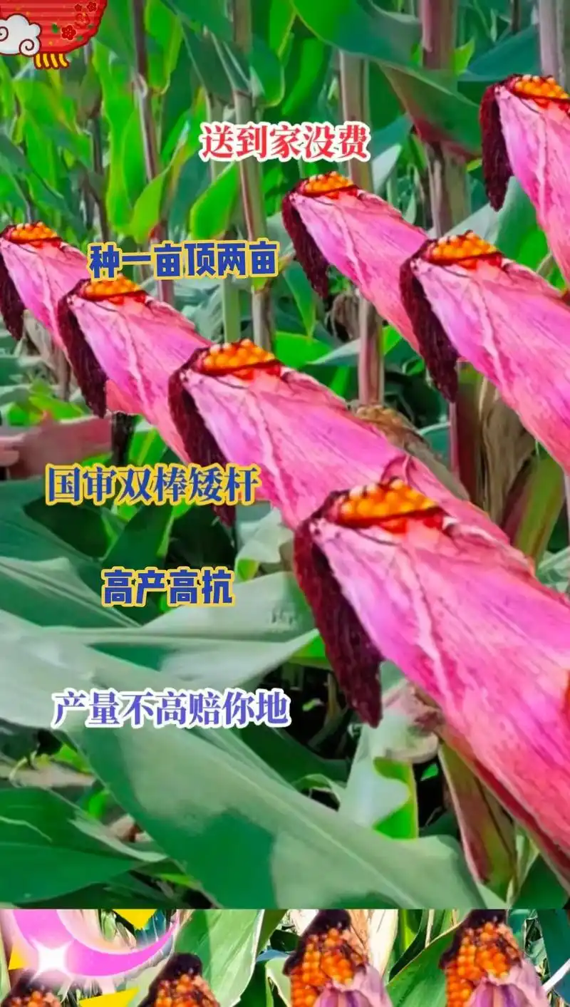 最新国审高产玉米种子 #紫根紫杆高产大棒 #国审矮杆大棒王 - 抖音