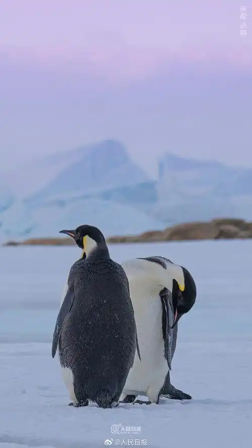 一组#南极企鹅特写壁纸#,送给爱极地,爱动物的你.#南极眼#(裴文悦)